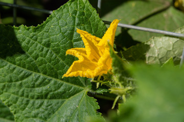 Stages of ripening of cucumbers