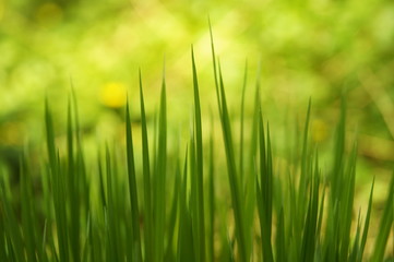 The green grass in the forest.