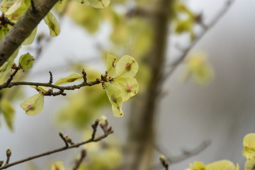 Wych Elm Fruits in Springtime