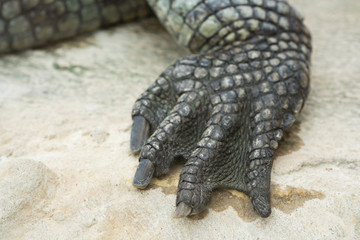 paw of crocodile with nails and scales