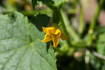 Cucumbers in the garden