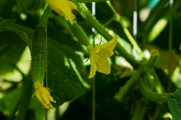 Cucumbers in the garden