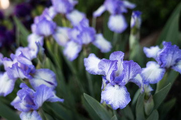 dwarf lake iris
