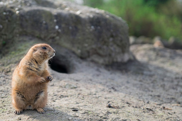 standing prairie dog
