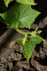 Cucumbers in the garden