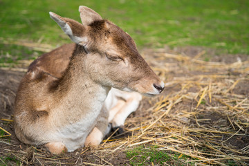 Naklejka na ściany i meble young deer laying on hay, green grass field