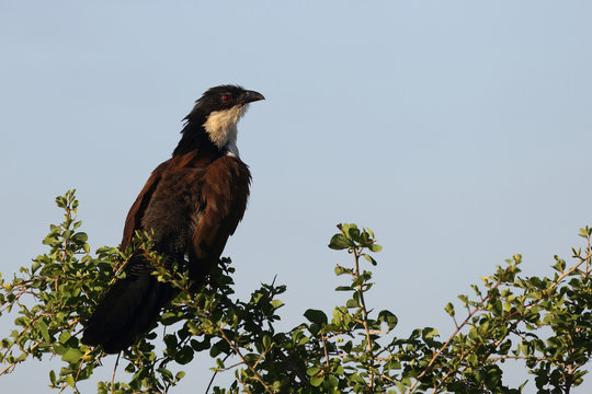 Tiputip / Burchell's Coucal / Centropus superciliosus.