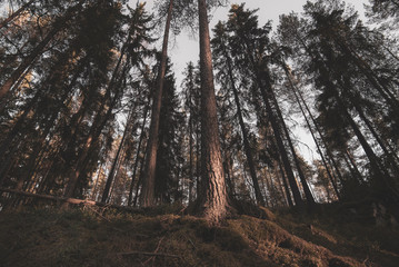 Obraz premium Summer forest in Finland.