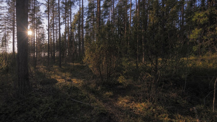  Summer forest in Finland.