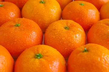 ripe  shiny tangerines with  droplets of water side view