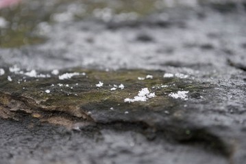 Snow flakes on a rock