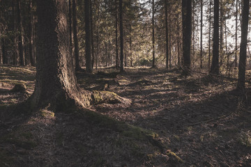 Obraz premium Summer forest in Finland.