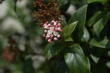 Raphiolepis umbellata (Yeddo hawthorn)
