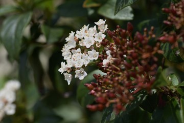 Raphiolepis umbellata (Yeddo hawthorn)