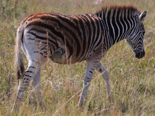 Fototapeta premium Young Stripes