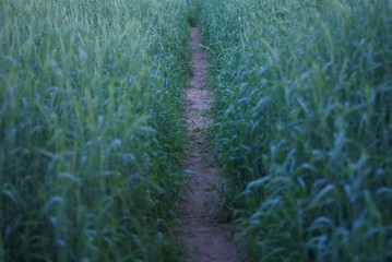 Pathway in the fields