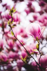 Pink flowers magnolia on a tree branches