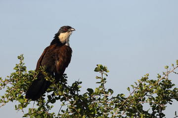 Tiputip / Burchell's Coucal / Centropus superciliosus.