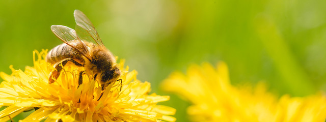 Honey bee covered with yellow pollen collecting nectar from dandelion flower. - obrazy, fototapety, plakaty