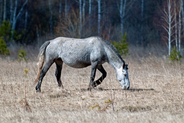 Fototapeta na wymiar Gray horse grazes in the spring meadow. Bright sunny day.