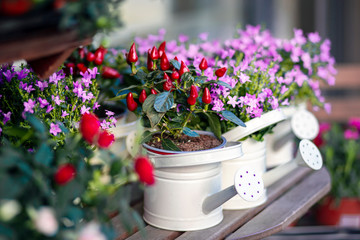 Beautiful flowers and pepper 
