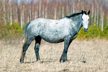 Gray horse grazes in the spring meadow. Bright sunny day.
