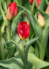 red tulips flower