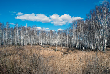 Spring landscape. Birch Grove in the spring. In the background is a blue sky. Bright sun. Little river.
