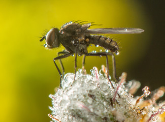 Fly macro phography posing and showing her wings