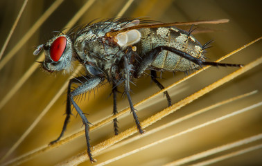 Fly macro phography posing and showing her wings
