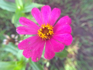 Obraz premium Close up nature of pink flower in garden at summer.Natural pink flower using as a background or wallpaper