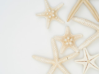 Starfish on a white background.