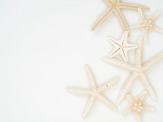 Fototapeta na wymiar Starfish on a white background.