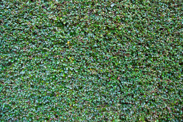 Green Leaves Background