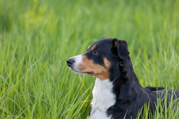 Appenzeller mountain dog sitting in the grass outdoors