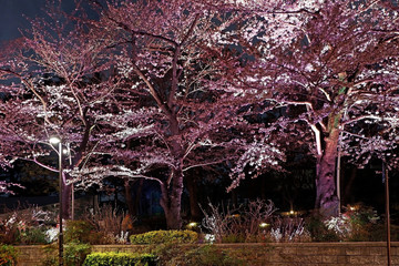 Pink sakura cherry blossom flower in Japan street at night.