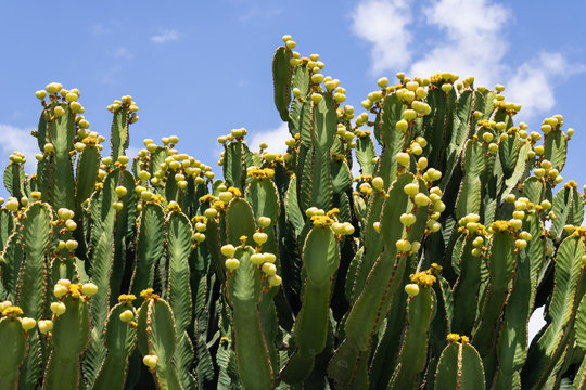 Euphorbia canariensis (Canary Island spurge) with the blue sky background - Tenerife, Canary islands, Spain - Image