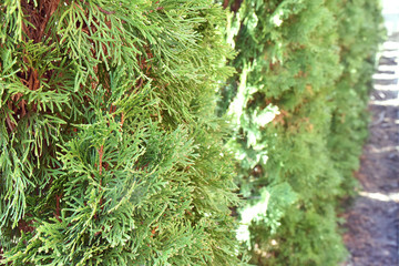 Green hedge of thuja trees. Green hedge of the tui tree. Nature, background.