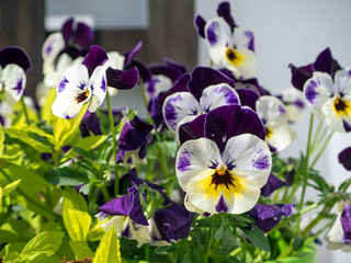 flowering colorful pansies in the garden