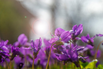 Fototapeta na wymiar It's spring! Violets ... scents of spring!