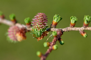 Larch blooms