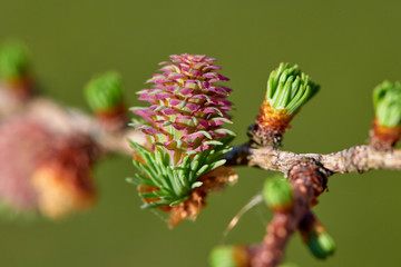 Larch blooms