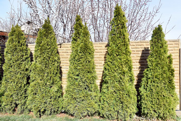 Green hedge of thuja trees. Green hedge of the tui tree. Nature, background.