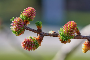 Larch blooms