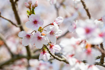 Beautiful cherry blossoms sakura tree bloom