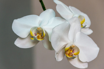 Close-up of white phalaenopsis orchid flower branch. Flower known as the Moth Orchid or Phal on the light grey brown bokeh background. Selective focus