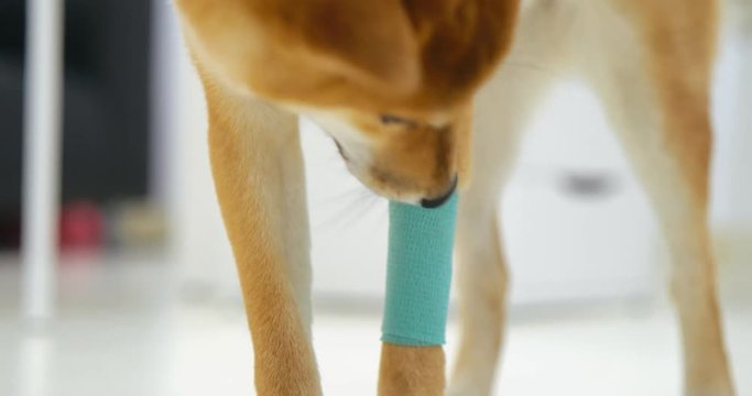 Cute shiba inu sniffing injured and bandaged paw