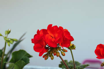 g&eacute;ranium rouge 