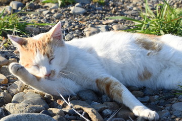 河川敷の野良猫