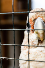 White Parrot at zoo